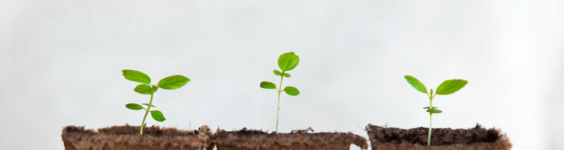 Three small green seedlings growing in individual soil pots against a plain light background.