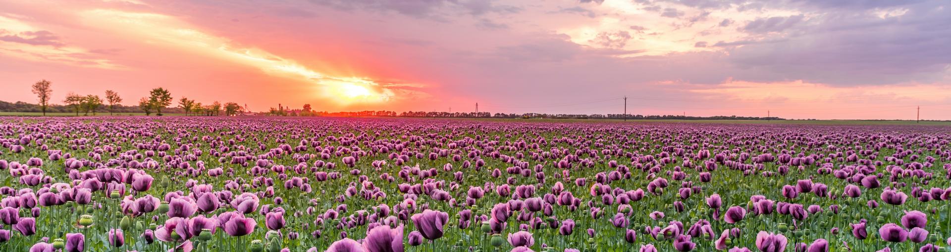 A vast field of blooming purple flowers stretches to the horizon under a vibrant sunset. The sun is low in the sky, casting warm orange and pink hues across scattered clouds, creating a soft glow over the landscape.