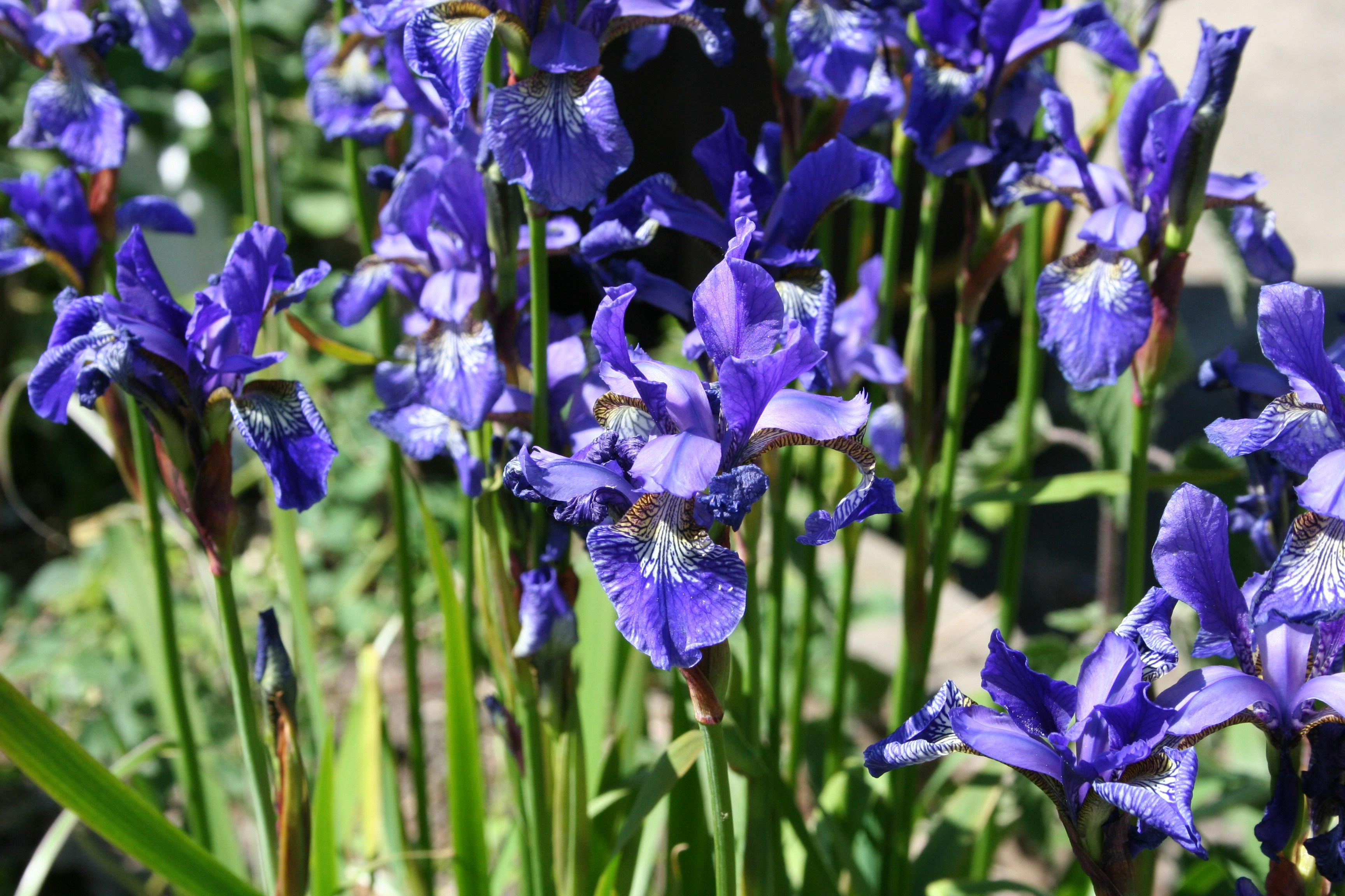 image of iris plants.