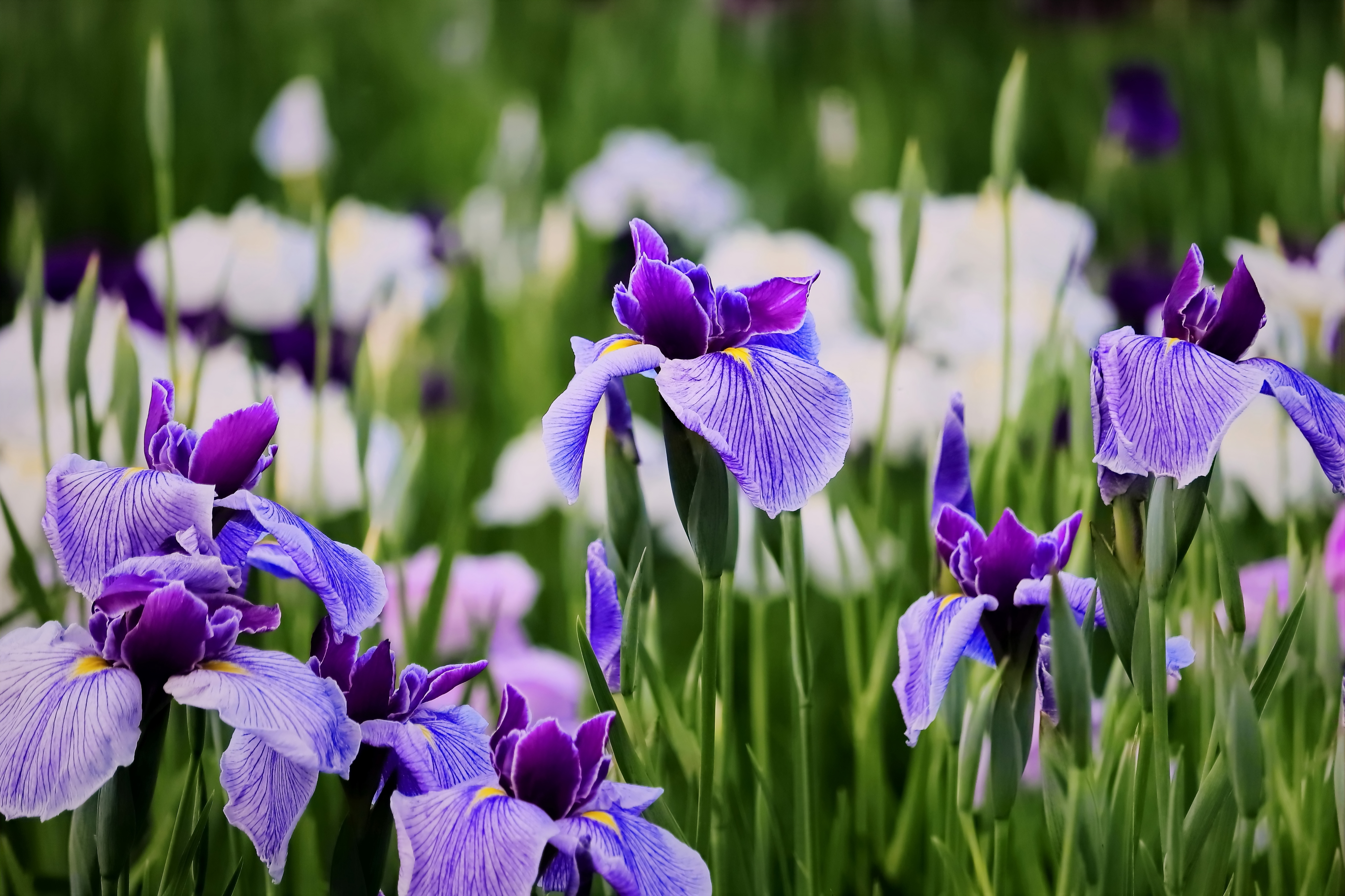 IRIS Flowers