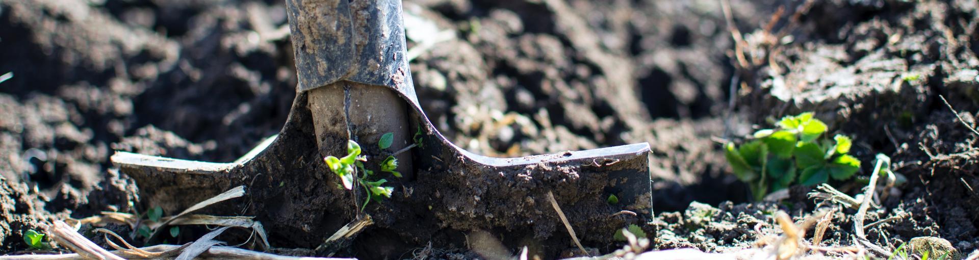 A close-up of a metal shovel pressing into dark soil with small green sprouts emerging around it. The scene suggests gardening or planting, with rich dirt and bits of dried plant material in the foreground.