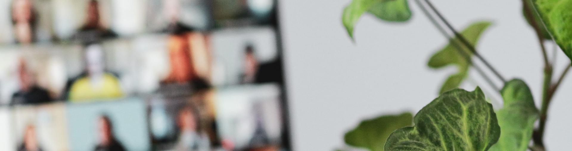 Video conference computer screen in backgroun and green leafy plant in foreground